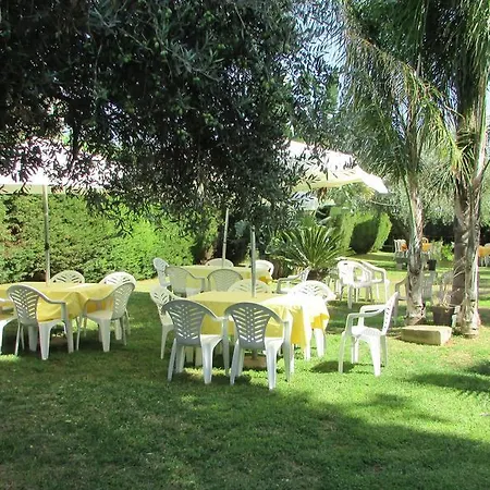 L'araucaria *